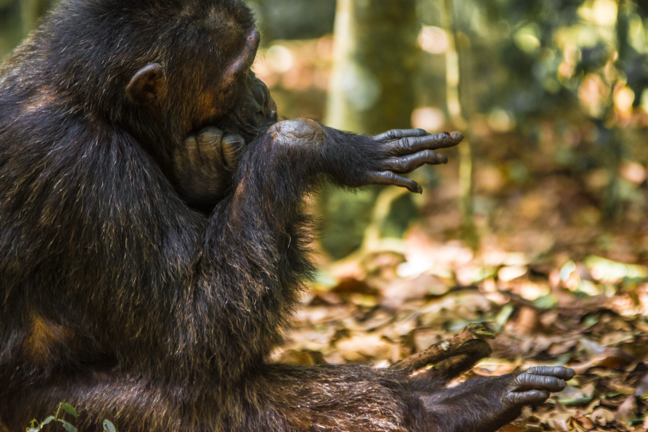 chimp